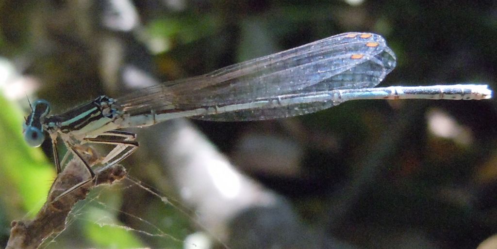 Platycnemis pennipes?